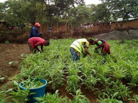 Les activités génératrices de revenu se développent autour de bénéfice tiré des champs écoles paysans initié par AFPDE à Kiliba, Sange et Luvungi.