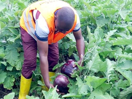 Champ école paysan : une approche participative pour combattre la malnutrition.