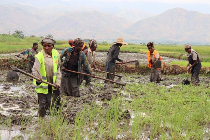 Opération de planage du champ école paysan de riz par les femmes responsables de ménages encadrés par AFPDE