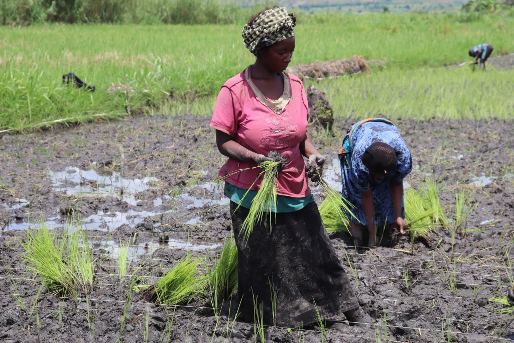 A l’école du CEP : La culture de  RIZ (Oryza sativa)