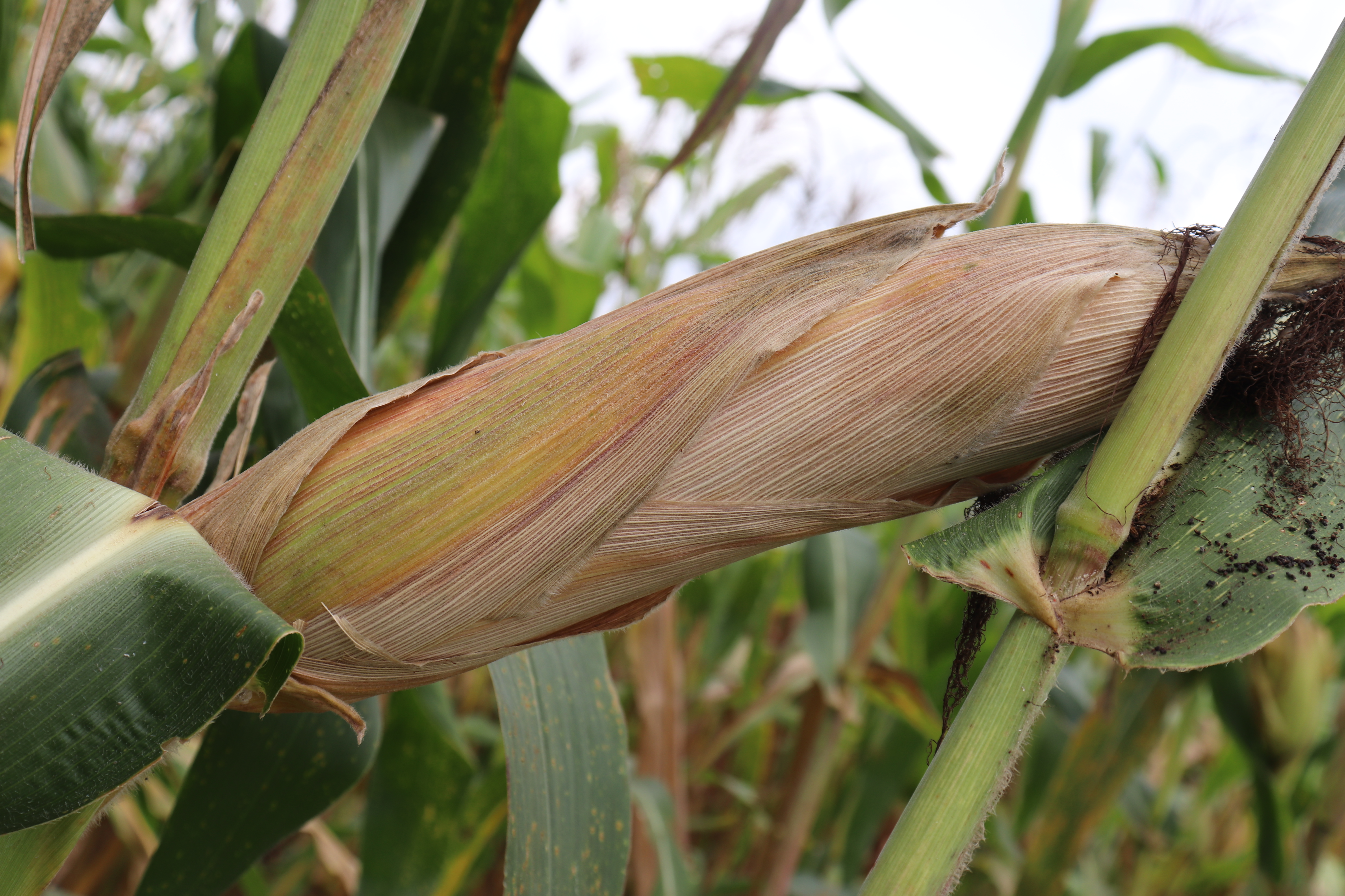 A l’école du CEP : La culture de MAÏS (Zea mays)