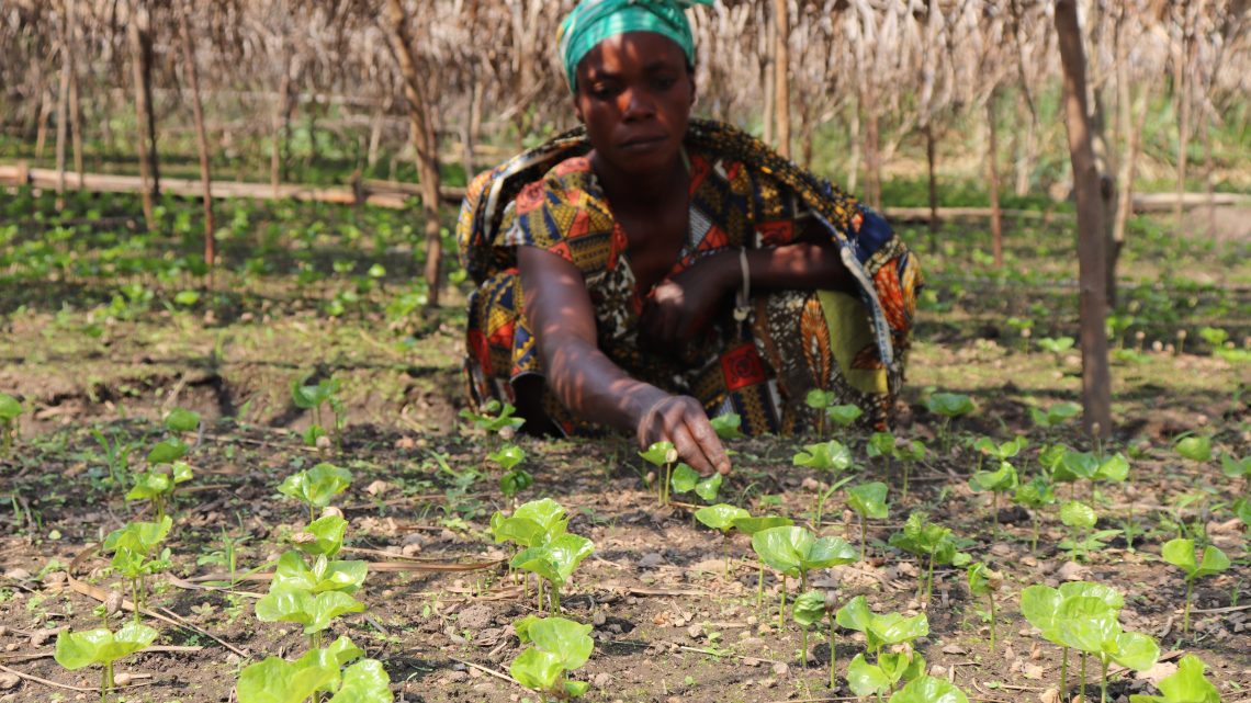 Mise en place des pépinières des plantules de caféiers et des arbres d’ombrage, essence de bois de qualité et arbres fruitières et leur distribution aux agriculteurs  de la COCAT