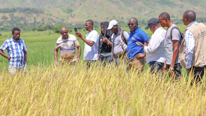 Territoire d’Uvira : L’équipe technique du ministère provincial de l’agriculture (Sud-Kivu) visite les activités de sécurité alimentaire mises en œuvre par  AFPDE